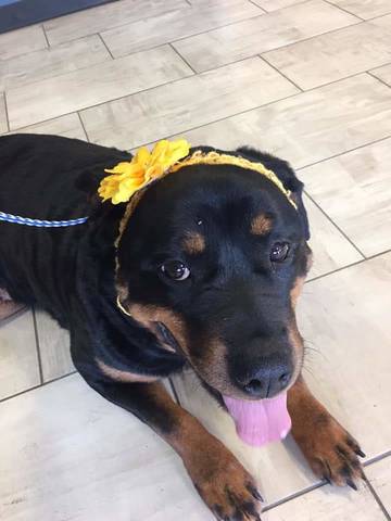 Lola, adopted