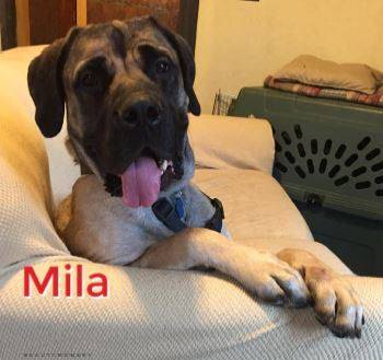 Mila, adopted