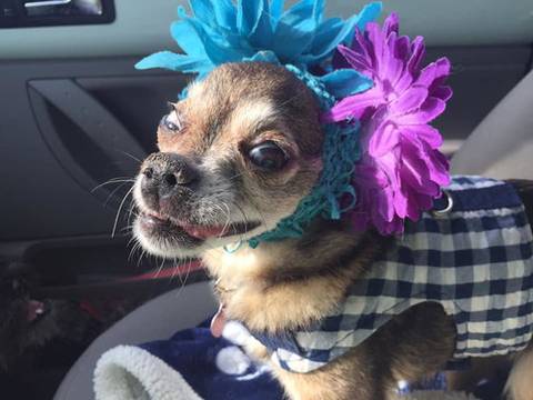 Zoey, adopted