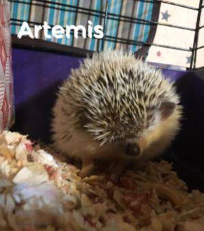 Artemis, adopted