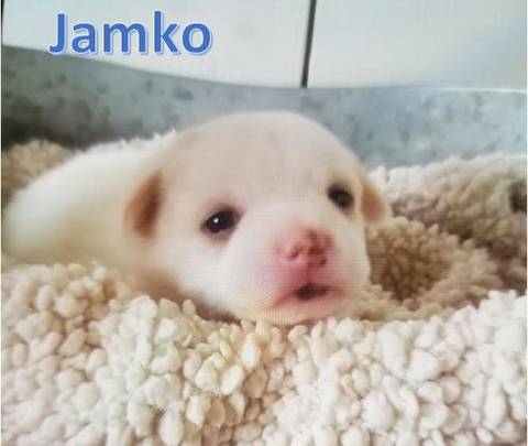 Jamko, adopted