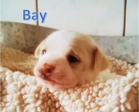 Bay, adopted