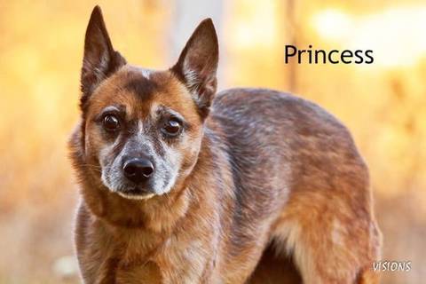 Princess, adopted