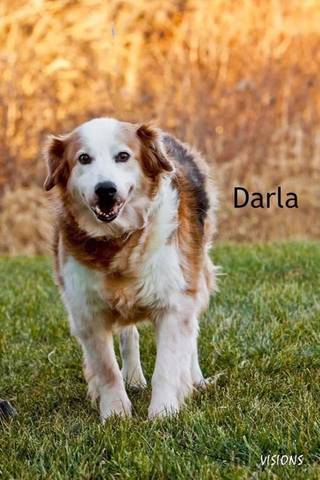 Darla, adopted