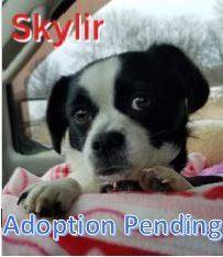 Skylir, adopted