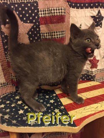 Pfeifer, adopted