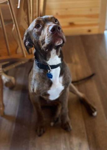 Chance, adopted