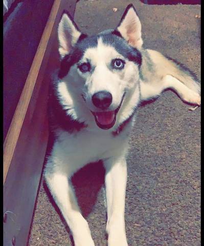 Bella, adopted
