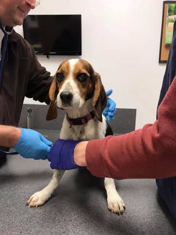 Millie, adopted
