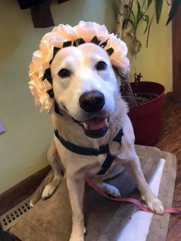 Annabelle, adopted
