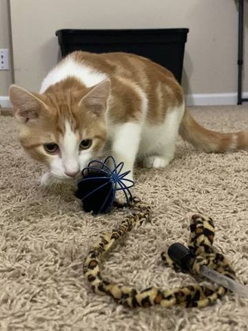 Paxtyn, adopted