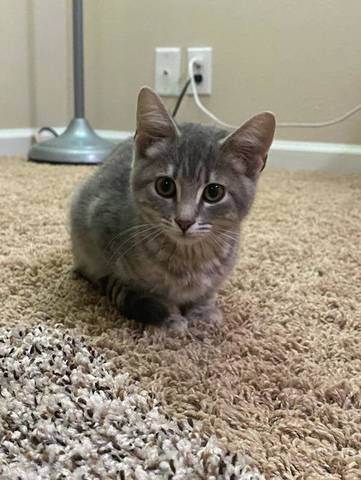 Brailley, adopted
