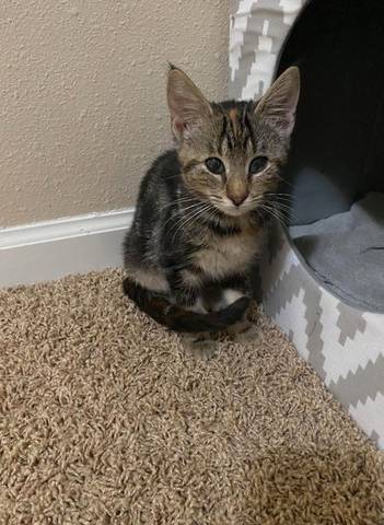 Brinkley, adopted