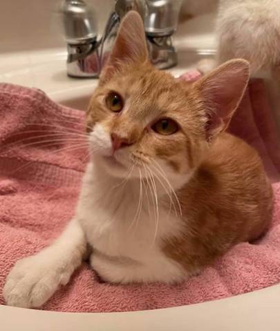 Chipper, adopted