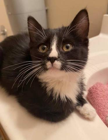 Nub Nub, adopted