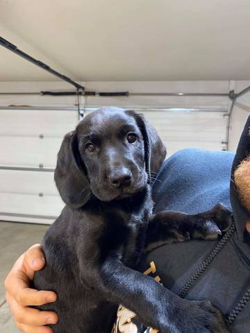 Murphy, adopted