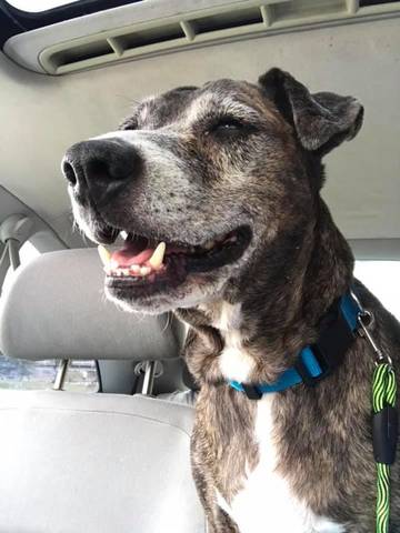 Pete, adopted