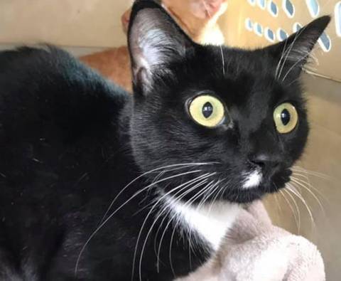 Nora, adopted