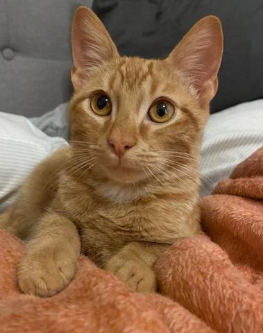 Nelson, adopted