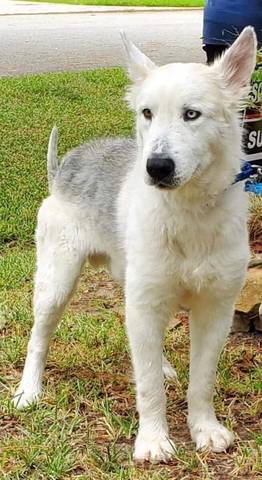Taz, adopted