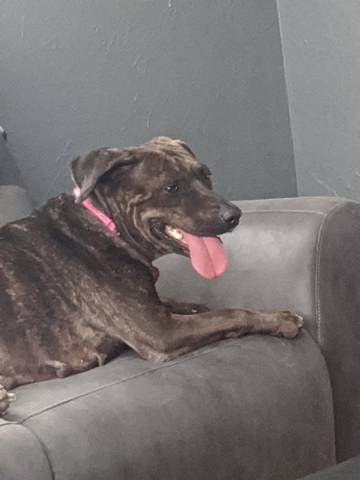Carrie, adopted