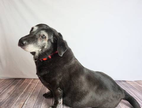 Casey, adopted