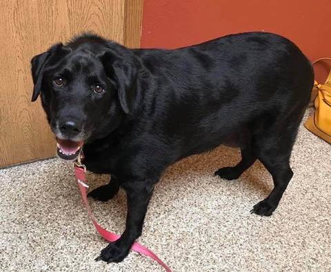 Bella, adopted