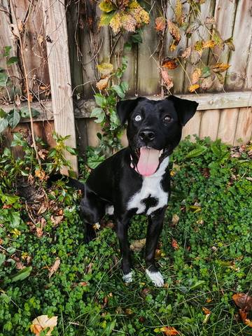 Piper, adopted