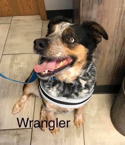 Wrangler, adopted