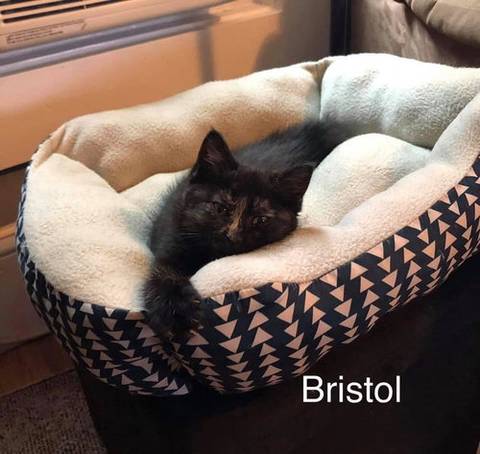Bristol, adopted