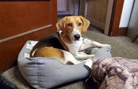 Molly, adopted