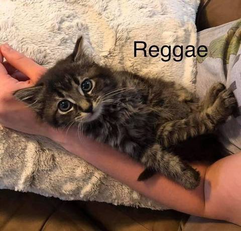 Reggae, adopted