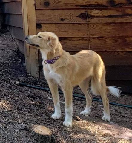 Luna, adopted