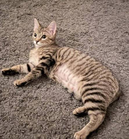 Sassy, adopted