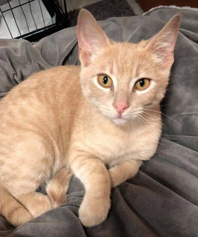 Victor, adopted