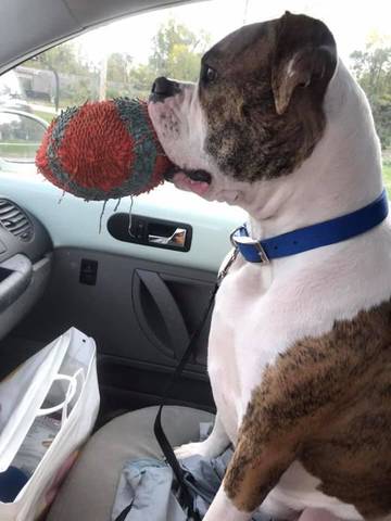 Ruger, adopted
