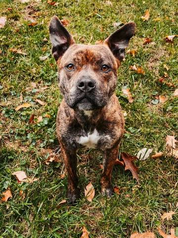 Stitch, adopted