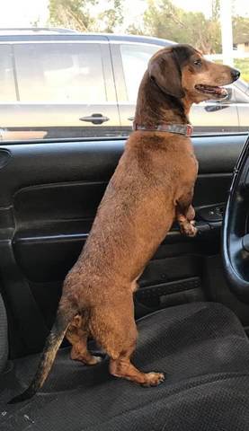 Stanley, adopted