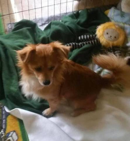 Wiley, adopted