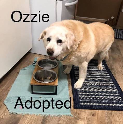 Ozzie, adopted