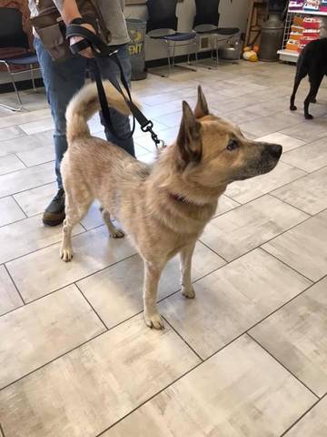 Maxx, adopted