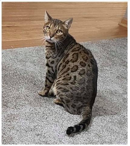 Gi'Atta, adopted