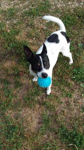 Tujo, adopted