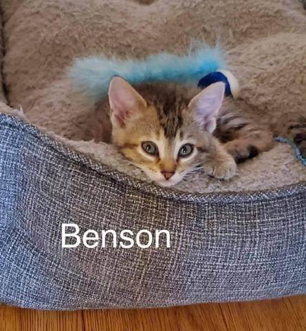 Benson, adopted