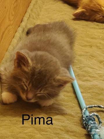 Pima, adopted