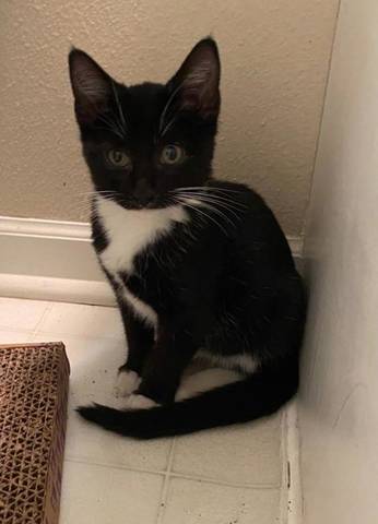 Brooke, adopted