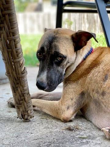 Jolene, adopted