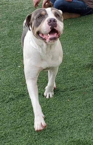 Doyle, adopted