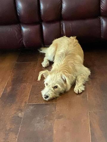Phoebe, adopted
