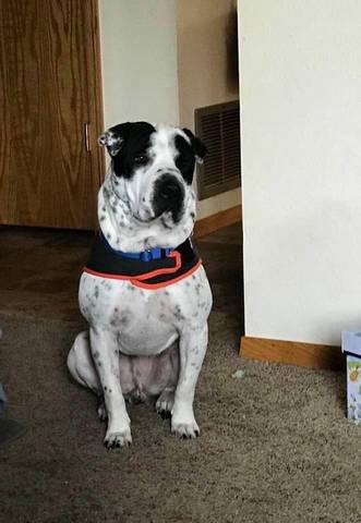 Sherlock, adopted